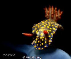 it is a common nudi but i shot it with the snoot to show ... by Violet Ting 